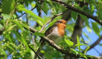 Spring Birdwatch at Doddington Hall
