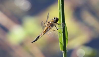 four spotted chaser dragonfly