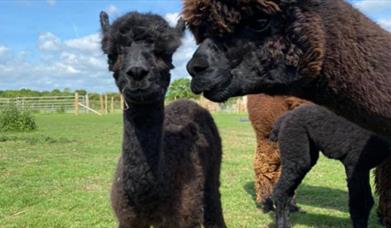 JandJ Alpacas