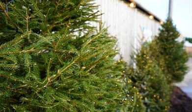 line of Christmas Pine Trees close up with fairy lights on them