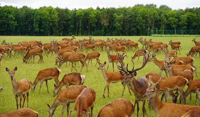 A herd of deer at Stourton, with a dense woodland in the background.