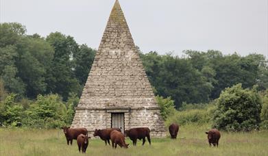 Wilder Doddington Safari