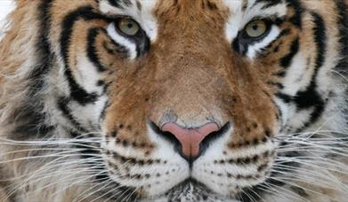 Lincolnshire Wildlife Park